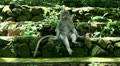 Macaque on stone wall Video