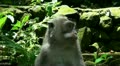 Macaque close up Video