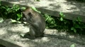 Eating Monkey on stone stairs Video