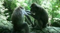 Monkeys cleaning fur Video