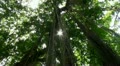 Jungle trees overhead Video