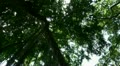 Jungle trees overhead rotation with sun Video