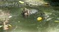 Monkeys in Water Video