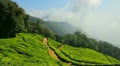 mountain tea plantation in Munnar Kerala India