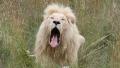 White male lion yawns and walks off
