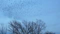 large flock of black birds fly away
