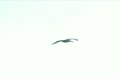 video clip 20495227