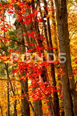 Fall Forest Background