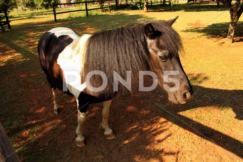 Stock photo of black and white pony in camp