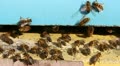 Bees flying into a beehive. Close up. Video