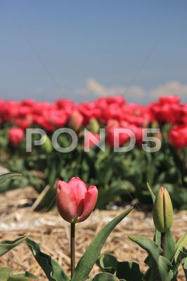 Stock photo of pink tulips growing on a fiield