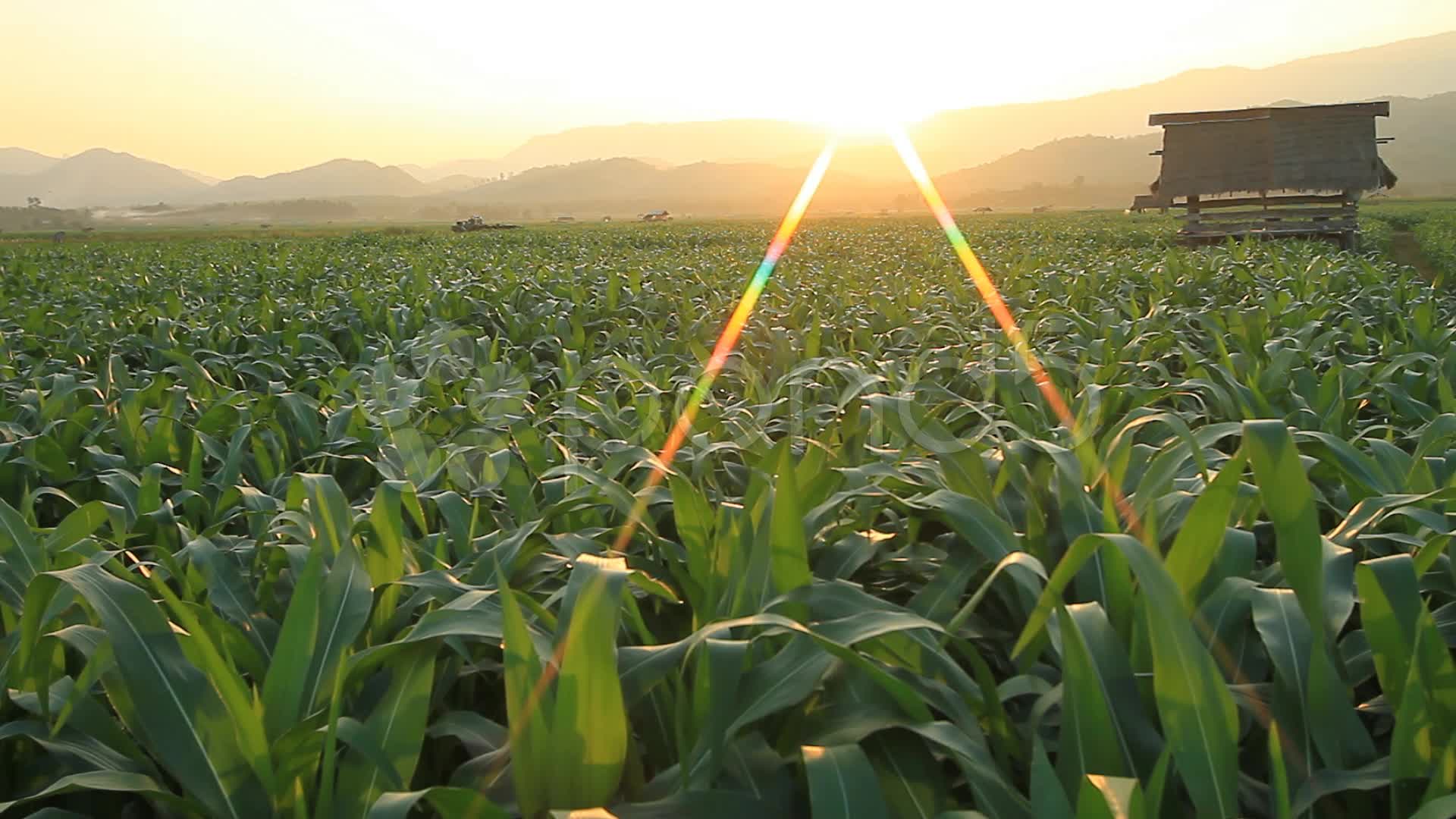 Corn Farm. Stock Video 20614333 HD Stock Footage