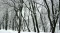 Winter in the wood. Landscape panorama Video