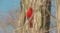 Northern Cardinal (Cardinalis cardinalis) - Male 1 Video