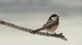 Black-capped Chickadee (Poecile atricapillus) 4 Video