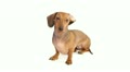 HD - Funny dachshund