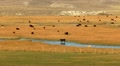Cows 03 Hot Creek Sierra Nevada Mts Video