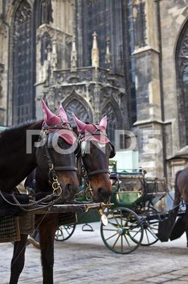 Stock photo of Horse carriage in vienna
