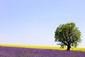 lavender and yellow flowers blooming field, lonely tree. provence, france