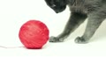 grey cat playing with red thread ball over white background
