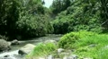 Tropical waterfall stream in jungle landscape Bali Indonesia Video