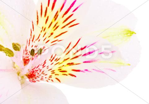 Stock photo of white lily