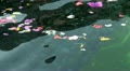 Swimming colored flowers in holy springs Bali Indonesia Video