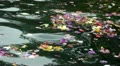 Colored flowers in holy water Bali Indonesia Video