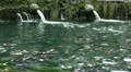 Holy Springs water bath with flowers Bali Indonesia Video