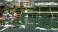 People taking bath in holy springs in Tampaksiring Bali indonesia Video