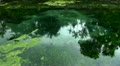Palms and sky reflection with swallows on water surface Holy Springs Video