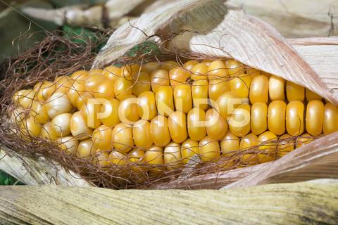 Stock photo of maize corn harvest crop autumn fall grain food