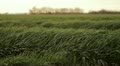 Green grass blows gently in the wind 4