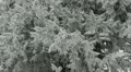 video clip 21992669