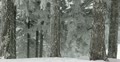 video clip 22011493