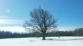 Winter timelapse Video