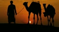 Camels Led Desert Sand Arab Male Sunset