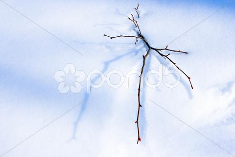 Stock photo of The branch with buttons on snow.