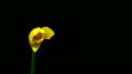 Flower Timelapse Four Spring Flowers Time Lapse Pack HD