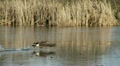 Geese In Flight, Bird, Birds, Fly, Flying Video