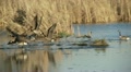 video clip 22341377
