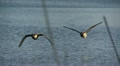 Geese In Flight, Bird, Birds, Fly, Flying Video