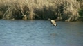 Geese In Flight, Bird, Birds, Fly, Flying Video