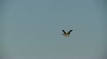 Geese In Flight, Bird, Birds, Fly, Flying Video