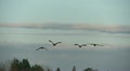 Geese In Flight, Bird, Birds, Fly, Flying Video