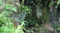 Jungle nature scene with dropping water Video