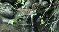 Black/yellow tropic butterflies in wet season Video