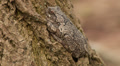 Gray Treefrog (Hyla versicolor) 3 Video