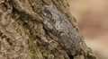 Gray Treefrog (Hyla versicolor) 1 Video