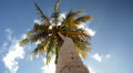 Palm Tree (view from below)
